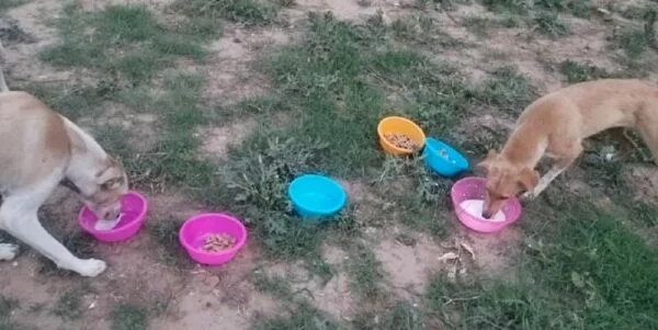 Animals being fed