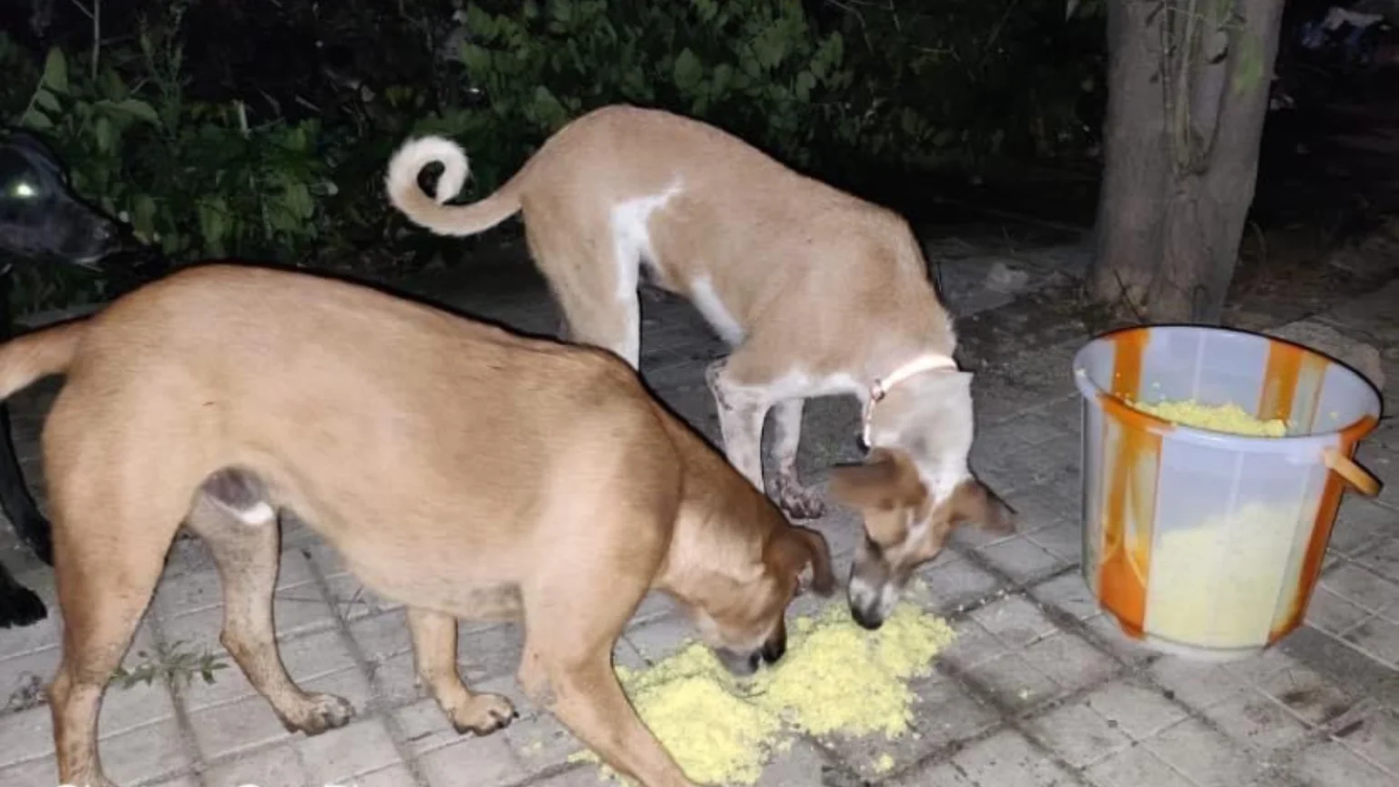 Stray dogs receiving care